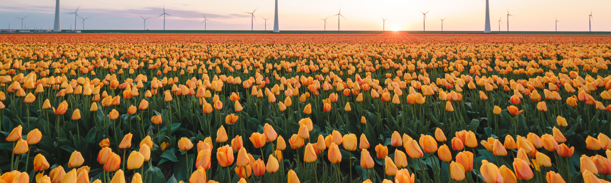 Adobestock 504027444